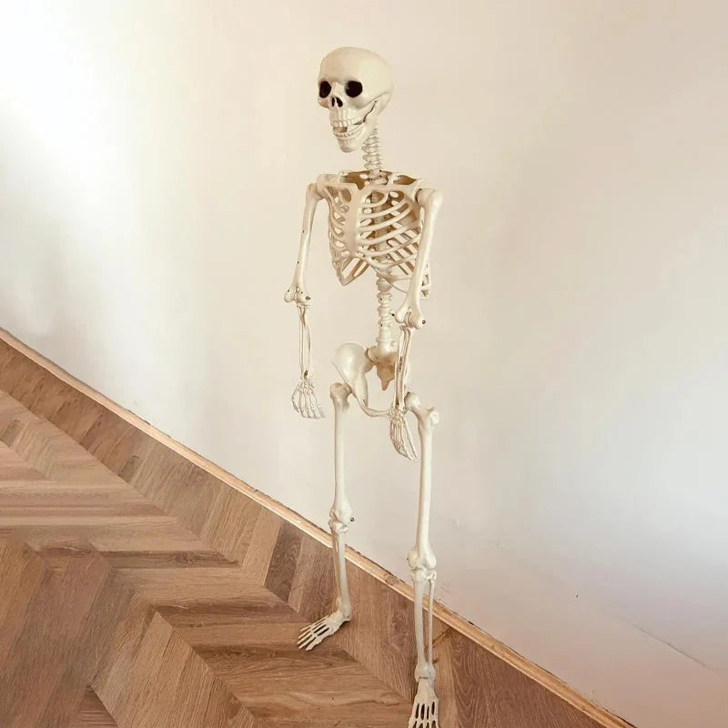 Scheletro realistico a grandezza naturale, decorazione per casa stregata di Halloween